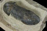 Bargain, Paralejurus Trilobite - Atchana, Morocco #119028-5